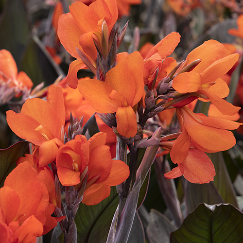 CANNA LILY – FANTASY GARDEN CENTERS